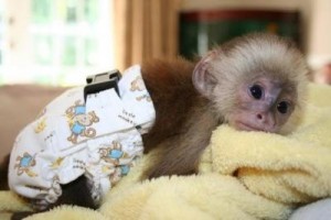 Adorable capuchin monkeys for adoption