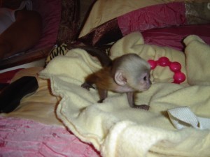 Adorable baby capuchin monkeys for adoption  