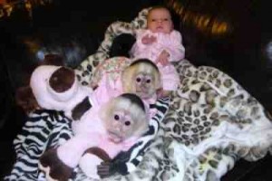  Capuchin Baby Monkeys For Good Homes