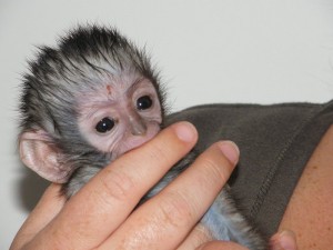 Affectionate Capuchin monkey for sale