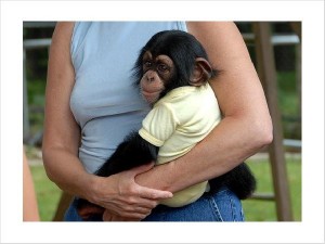 Jovial pure breed monkey's baby chimpanzee monkey's