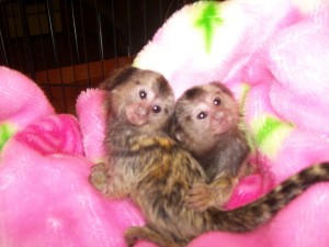 magnificent male and female marmoset monkeys for adoption?