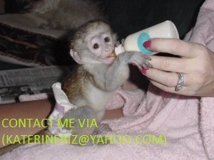 !!!!$$##cream white face baby Capuchin monkey!!###$$!!