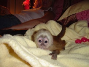 baby capuchin monkey available for rehoming