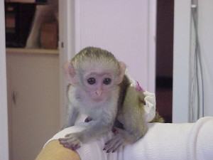 .socialized capuchin monkeys for adoption..........