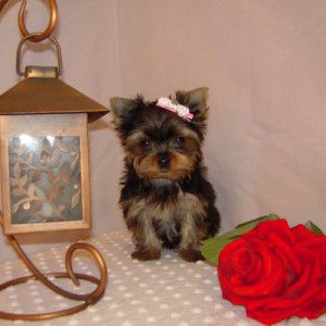 Adorable Male an Female Yorkie Puppy For Adoption