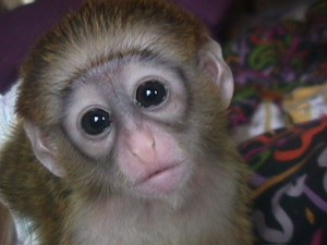 Joyfull Capuchin monkeys and very Healthy Adorable