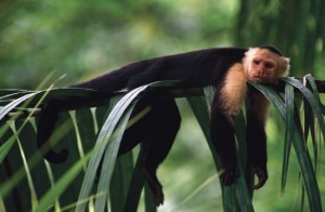 cute capuchin monkeys for re homing now ready to go