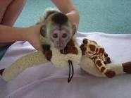 Adorable baby male and female capuchin monkeys ready for good homes