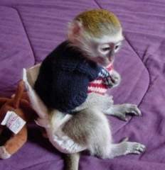 adorable capuchin squirrel monkeys for a home  