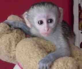 available capuchin monkey for a good and loving home.