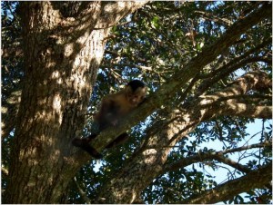 Black capped capuchin