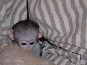 Adorable male and female baby capuchin monkeys for adoption