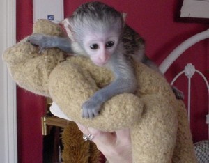 CUTE , ADORABLE , AND LOVING CAPUCHIN MONKEY FOR FREE ADOPTION