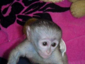 Adorable male and female baby capuchin monkeys for adoption