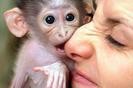 Tamed Capuchin monkeys for free adoption