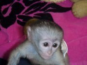 Lovely pure breed Capuchin monkeys.