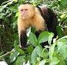 Lovely Babies Capuchin Monkeys For Free Adoption