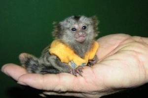 Baby marmoset monkeys for adoption