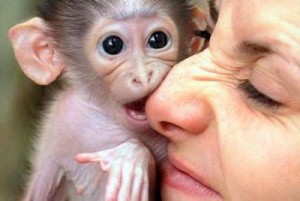 Adorable male and female baby capuchin monkeys for adoption