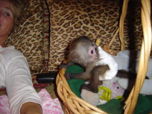 Lovely Potty Home Raise Capuchin Baby Monkeys