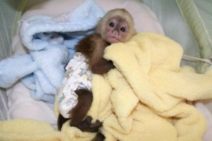 my husband is giving out this female baby capuchin monkey for adoption.