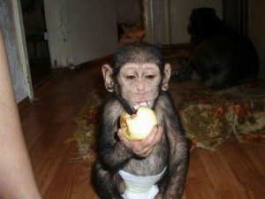 Charming Lovely Baby Chimpanzee Monkey For Adoption