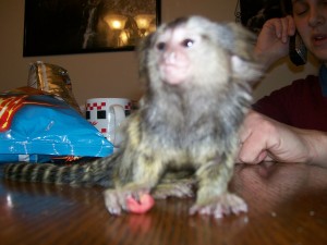 cute marmoset monkey for adoption