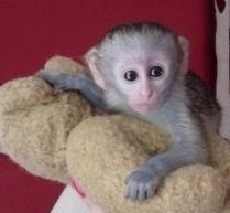 Very Cute Capuchin Monkeys For Adoption