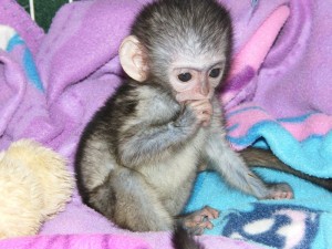 Baby capuchin monkeys to give them out for adoption