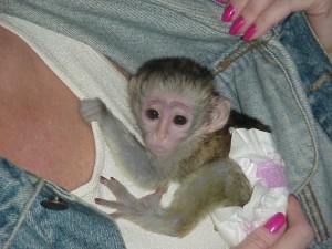 Baby marmoset and Capuchin monkeys