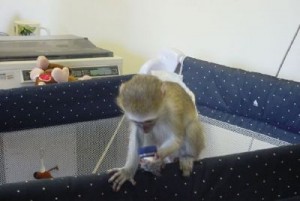 two healthy babies capuchin monkeys available