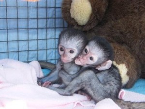 sweet baby spider monkeys for adoption