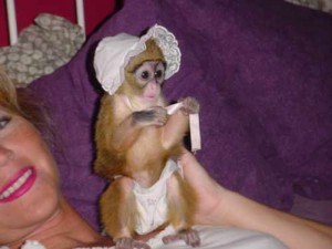 This beautiful girl Capuchin monkey has such a soft coat and is a beautiful 