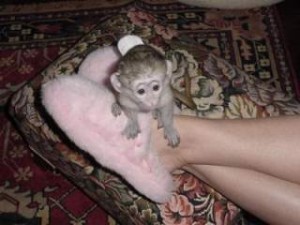 Capuchin Monkey For Free Adoption Our Baby Monkey is a house raised baby