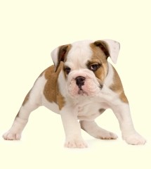 cute Male and female english Bulldog puppies for good home