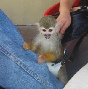 Lovely Baby Capuchin Monkeys Available!!!!!!!!!!