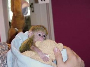 lovely Capuchin monkey for adoption to any caring home