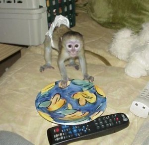 Friendly Baby  Monkey For Re-homing