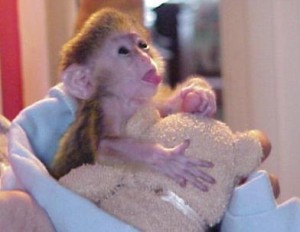 Adorable baby chimpanzees monkeys for sale