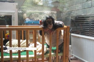  Baby chimpanzee monkeys for adoption