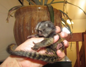 cute and lovely male and female marmoset monkeys for adoption(cindyadams237@hotmail.com)