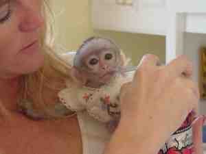 Perfect Companion White Face Baby Capuchin Monkeys 4 Adoption