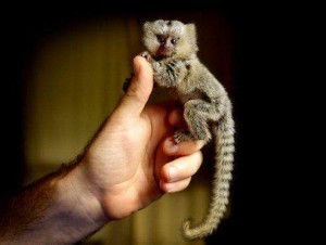 Affectionate Angelic Baby marmoset Monkey For Your Pets Loving Home