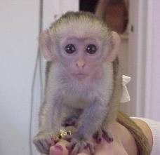 (VERY URGENT!!),CUTE BABY FACE MALE CAPUCHIN MONKY FOR ADOPTION NOW!.