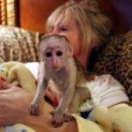 Two baby capuchin Monkeys available!   