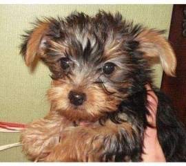 lovely yorkie puppy for adoption to any caring home