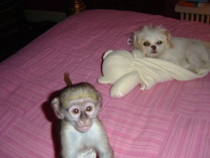 Male and female capuchin monkeys