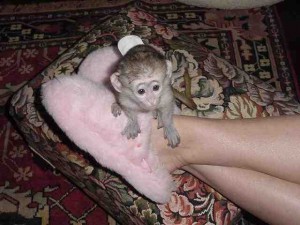 Super Cute and Brand Perfect Capuchin Monkeys for adoption - 18 weeks old