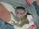 Affectionate Capuchin monkeys for adoption,.